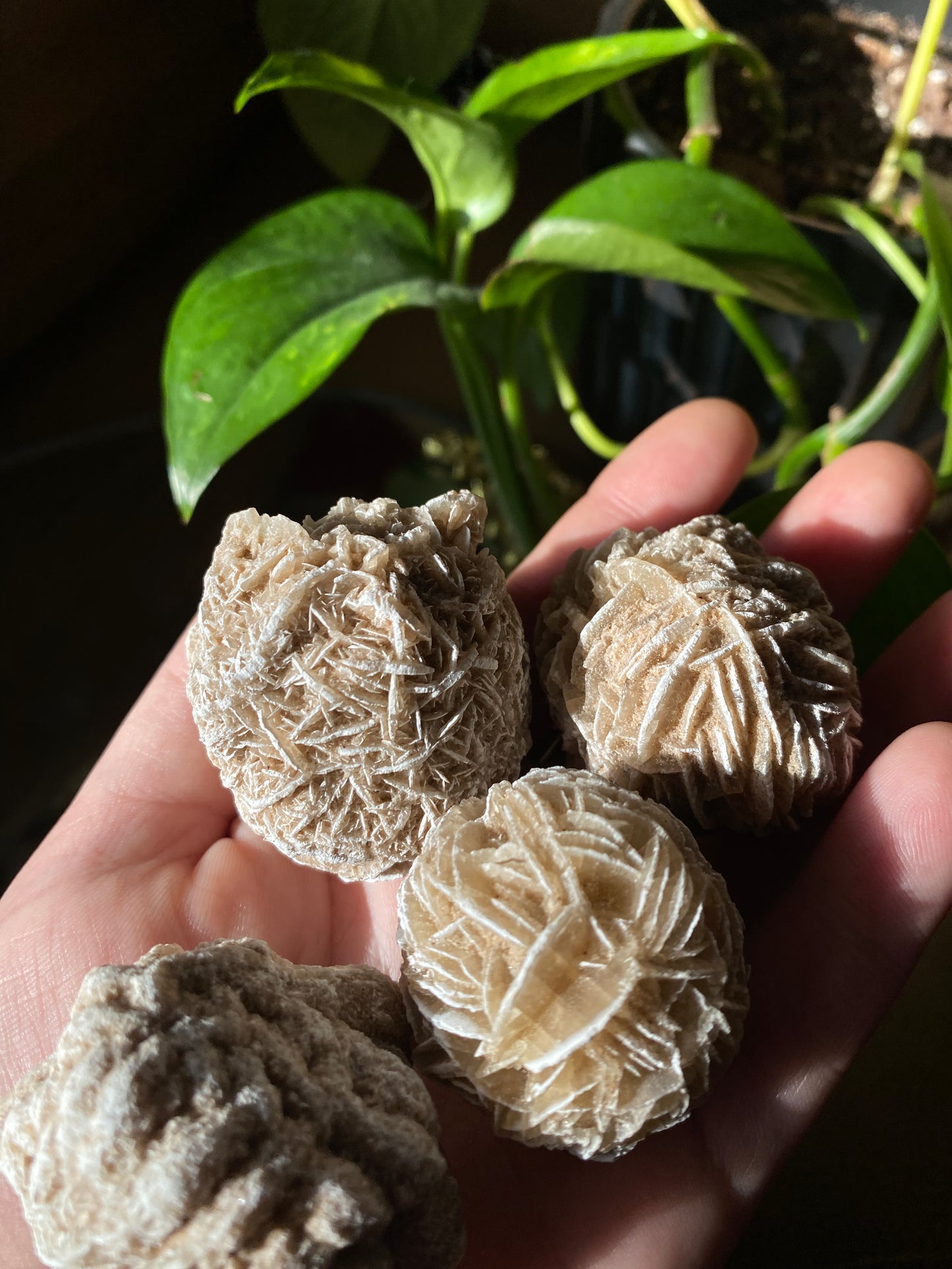 desert rose selenite