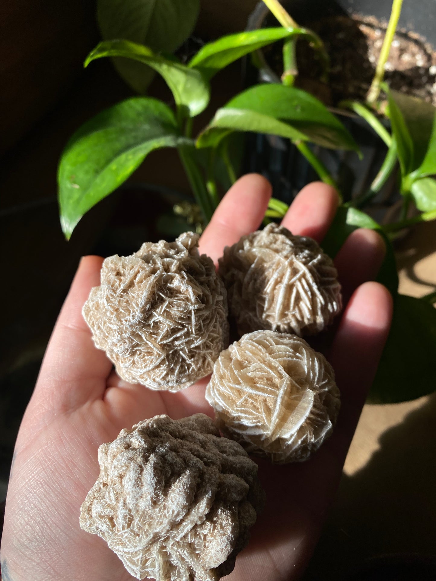 desert rose selenite