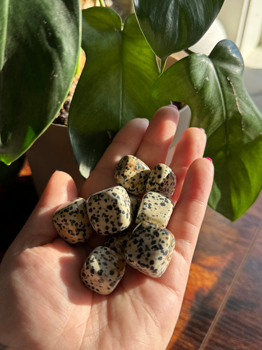 Dalmatian Jasper Tumble