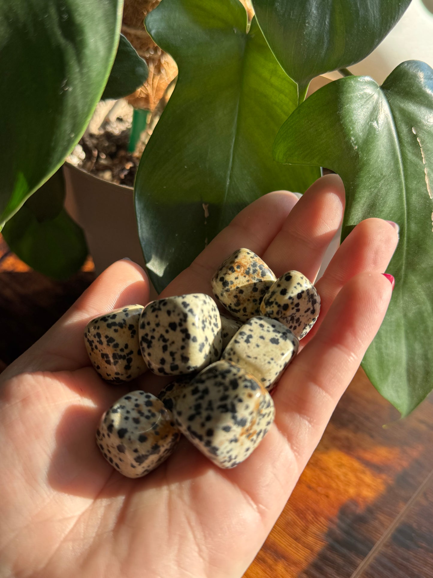 Dalmatian Jasper Tumble