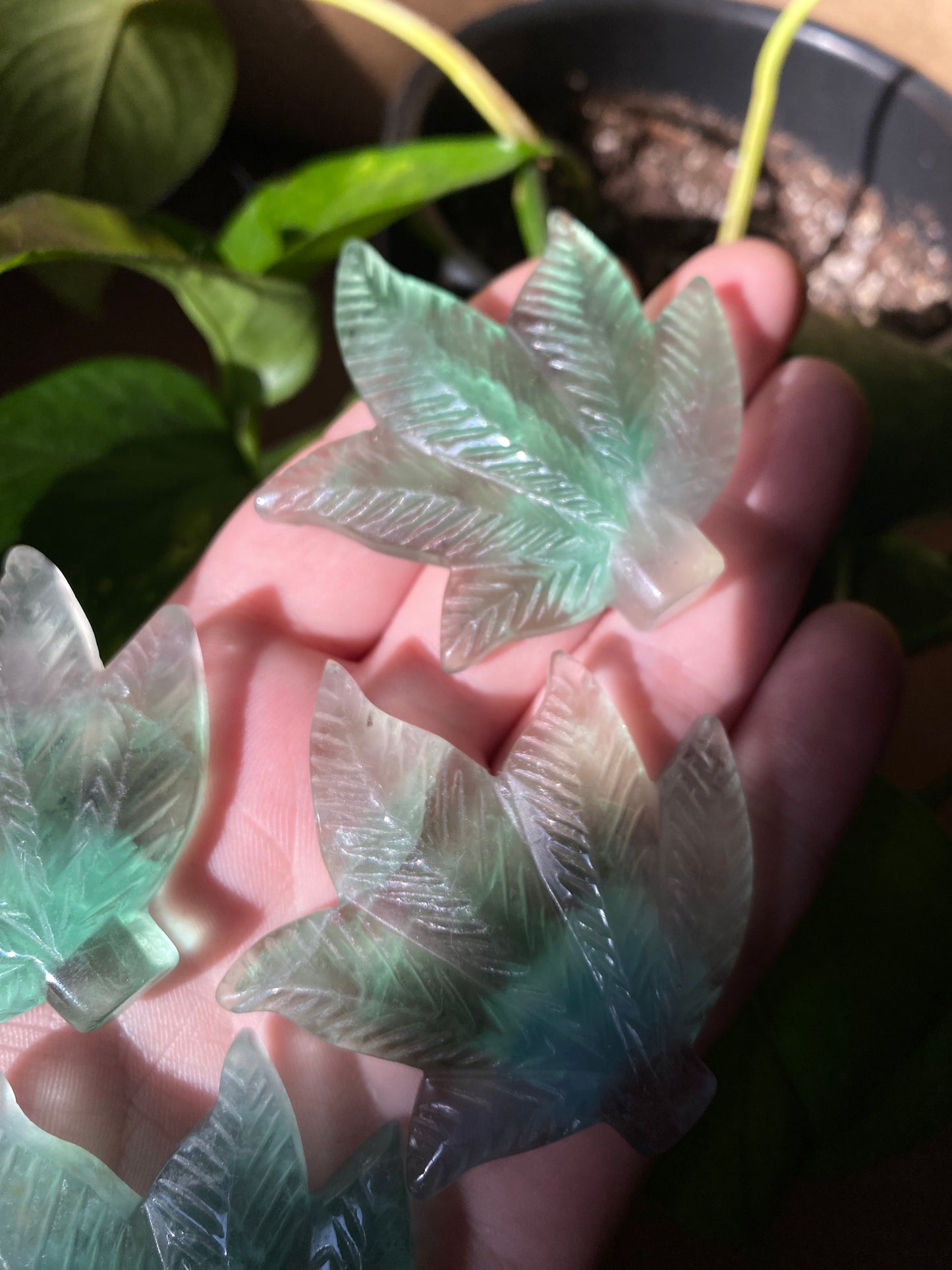 fluorite leaves